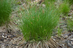 Carex stricta