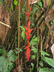 Heliconia pogonantha