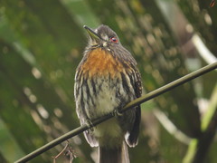 Malacoptila panamensis