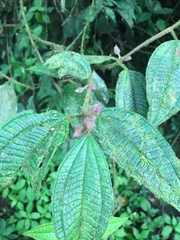 Miconia dentata