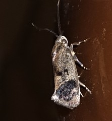 Pycnocera hypoxantha