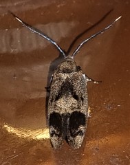 Pycnocera hypoxantha