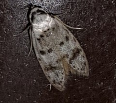 Scatochresis innumera