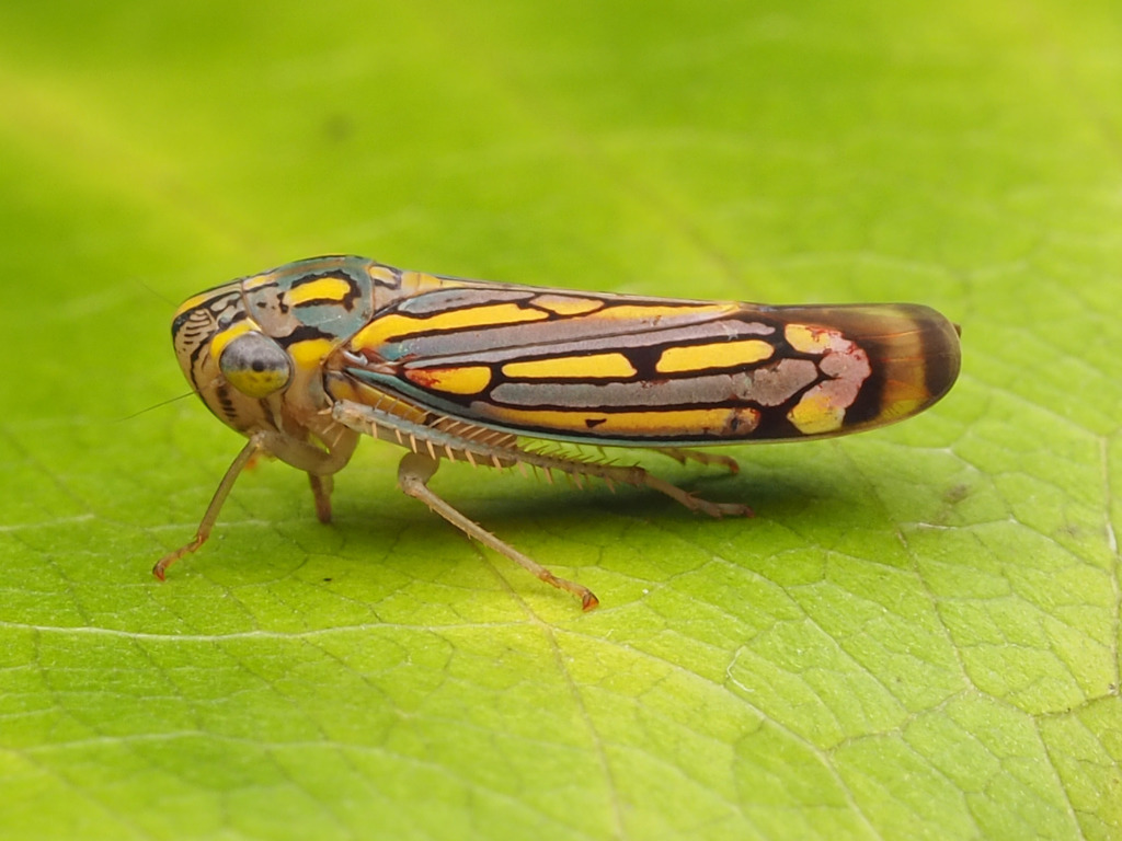 Apogonalia stalii