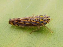 Apogonalia stalii