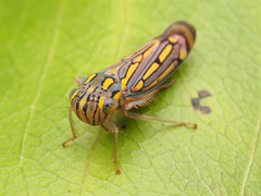 Apogonalia stalii