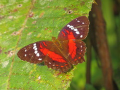 Anartia amathea