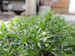 Sagina japonica