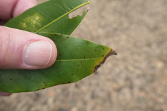 Phytophthora ramorum