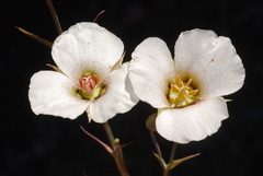 Calochortus howellii