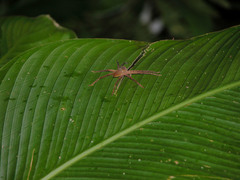 Phoneutria boliviensis