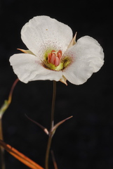 Calochortus howellii