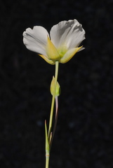 Calochortus howellii