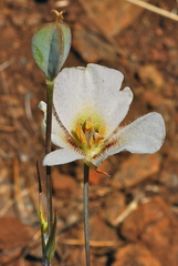 Calochortus howellii