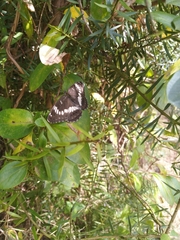 Limenitis glorifica
