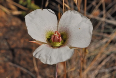 Calochortus howellii