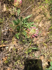 Trifolium vesiculosum