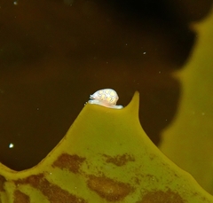 Cystiscus obesulus