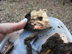 Dictydiaethalium plumbeum