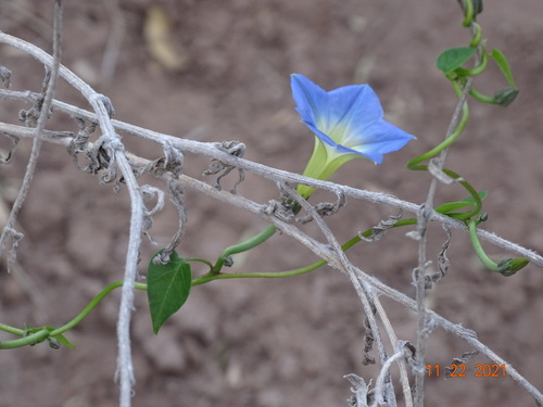 Image of Ipomoea cardiophylla by (c) Luis F. Ramírez, some rights reserved (CC BY)