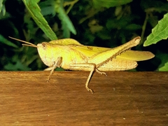 Xyleus discoideus discoideus