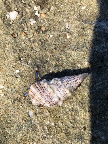Cerithium litteratum