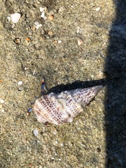 Cerithium litteratum