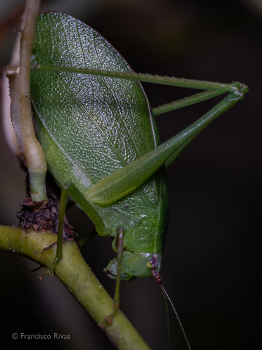 Cosmophyllum