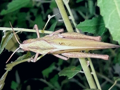 Xyleus discoideus discoideus