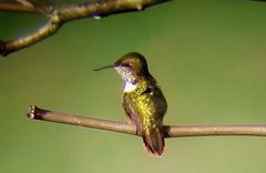 Selasphorus scintilla