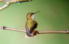 Selasphorus scintilla