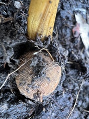 Elaphomyces muricatus