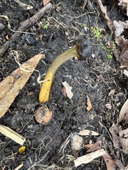 Elaphomyces muricatus