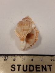 Bursidae