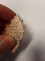 Bursidae