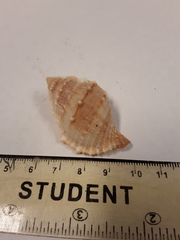 Bursidae