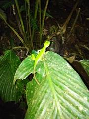 Enyalius iheringii