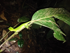 Enyalius iheringii
