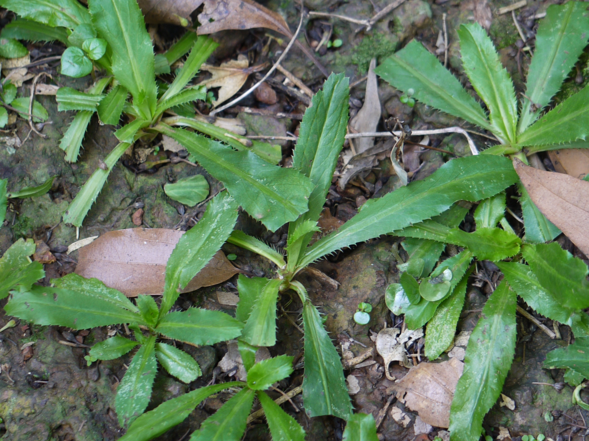 Eryngium foetidum L.