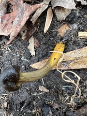 Elaphomyces muricatus