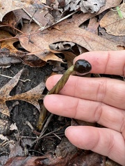 Elaphomyces muricatus