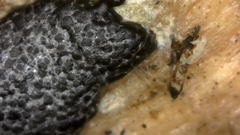 Dictydiaethalium plumbeum