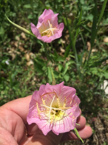 Oenothera speciosa