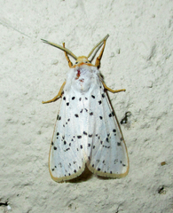 Eyralpenus subluteus