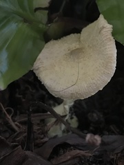 Fungi