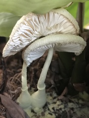 Fungi