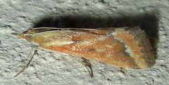 Achyra coelatalis