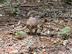 Thylogale stigmatica