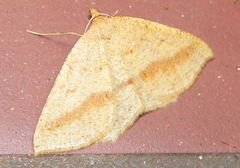 Palaeaspilates inoffensa