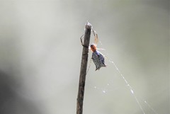 Micrathena nigrichelis